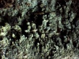 Amaurodon viridis image