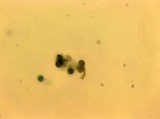 Amaurodon viridis image