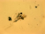 Amaurodon viridis image