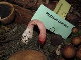 Mutinus ravenelii image