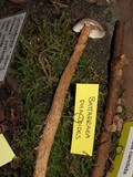Battarrea phalloides image
