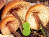 Macrocystidia cucumis image