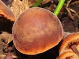 Macrocystidia cucumis image