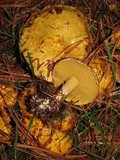 Suillus americanus image