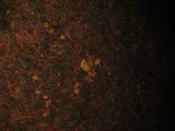 Suillus americanus image