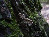 Aleurodiscus disciformis image