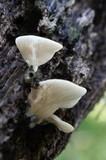 Pleurocybella porrigens image