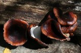 Royoporus badius image