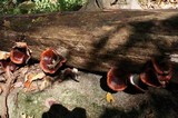 Royoporus badius image