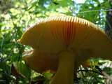 Amanita caesarea image