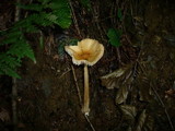 Amanita crocea image