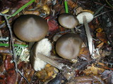 Nolanea pseudostrictia image