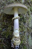 Amanita augusta image