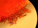 Nolanea pseudostrictia image