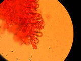Nolanea pseudostrictia image