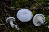 Clitopilus prunulus image
