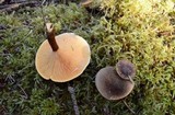 Hygrophoropsis aurantiaca image