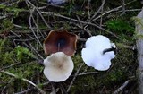 Royoporus badius image