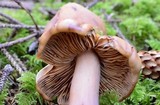 Phaeocollybia kauffmanii image