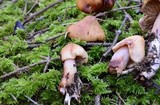 Phaeocollybia kauffmanii image