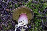 Boletus smithii image