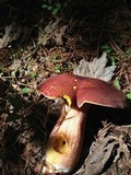 Tricholomopsis rutilans image