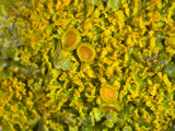 Xanthoria weberi image