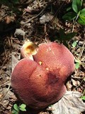 Tricholomopsis rutilans image