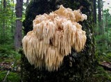 Hericium americanum image