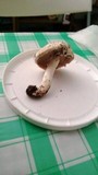 Agaricus californicus image
