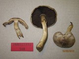 Agaricus californicus image