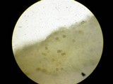 Agaricus californicus image