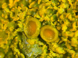 Xanthoria weberi image