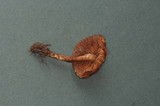 Inocybe calamistrata var. calamistrata image