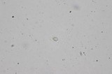 Fomitopsis cajanderi image