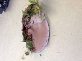 Fomitopsis cajanderi image