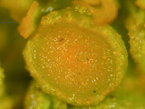 Xanthoria weberi image
