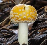 Amanita muscaria var. formosa image