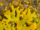 Xanthoria weberi image