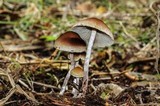 Hypholoma dispersum image