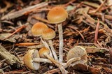 Hypholoma dispersum image