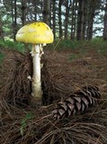 Image Associated With the Occurrence