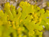 Xanthoria weberi image