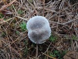 Tricholoma atrosquamosum image