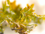 Xanthoria weberi image