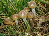 Psilocybe stuntzii image