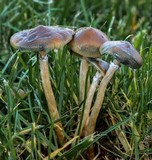 Psilocybe stuntzii image