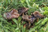 Psilocybe stuntzii image