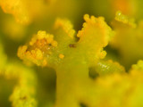 Xanthoria weberi image