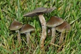 Psilocybe stuntzii image